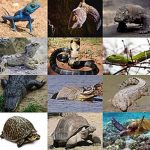 Reptile Awareness Day for Ecosystem Restoration