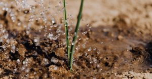 Soil: Key to Environmental and Human Health