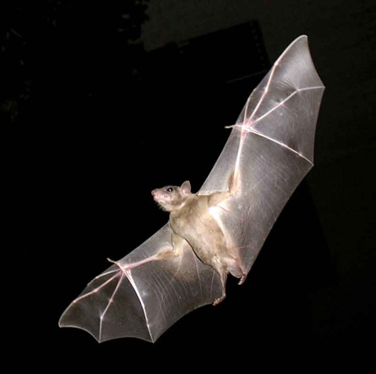 Bats are Keystone Species for the Planet