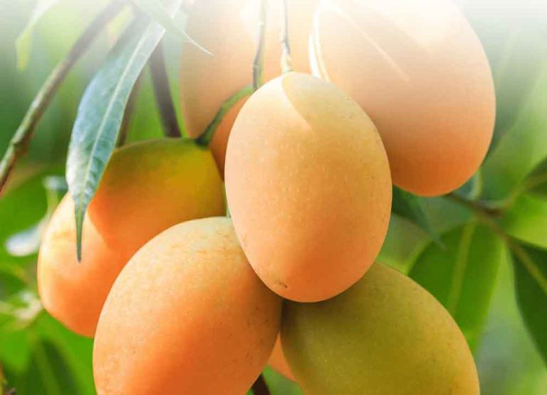 Mango, the King of Fruits