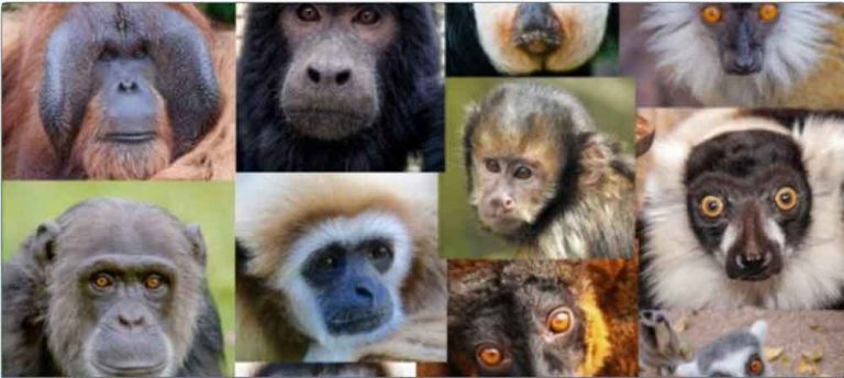 International Primates Day, Humanity and Environment