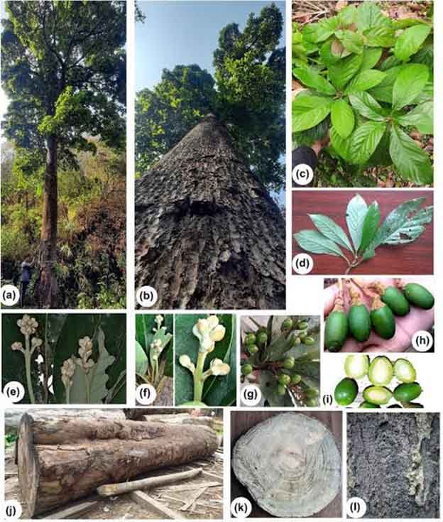 HIGH TIME TO CONSERVE THE GENEPOOL OF ENDEMIC FORESTS TREES OF MANIPUR