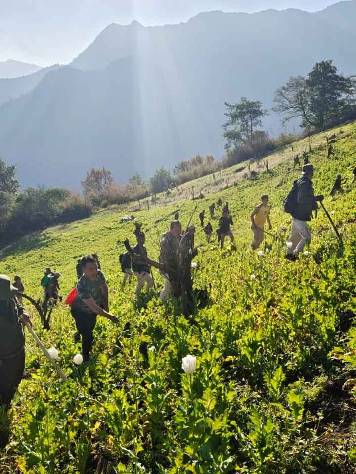 Poppy destroyed in Kangpokpi where Kuki militants confront officials