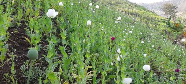 Police running away from poppy planters is complete mockery: Makhan Village Authority