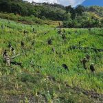 63 acres of Poppy cultivation destroyed in Kangpokpi of Manipur