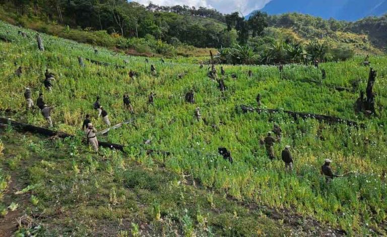 63 acres of Poppy cultivation destroyed in Kangpokpi of Manipur