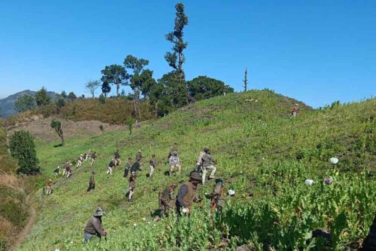 Poppy cultivation destroyed in Churachandpur of Manipur