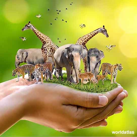 Wildlife Conservation is for Human Existence