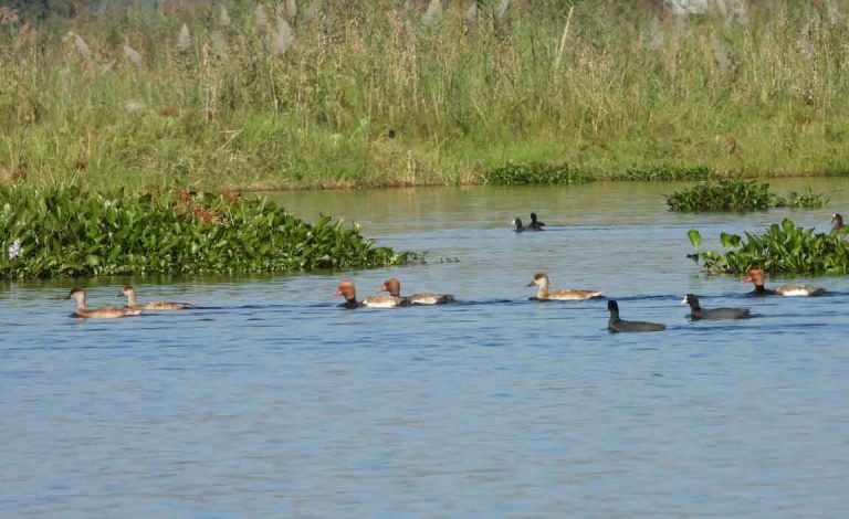 ‘Migratory birds return to Loktak Lake’