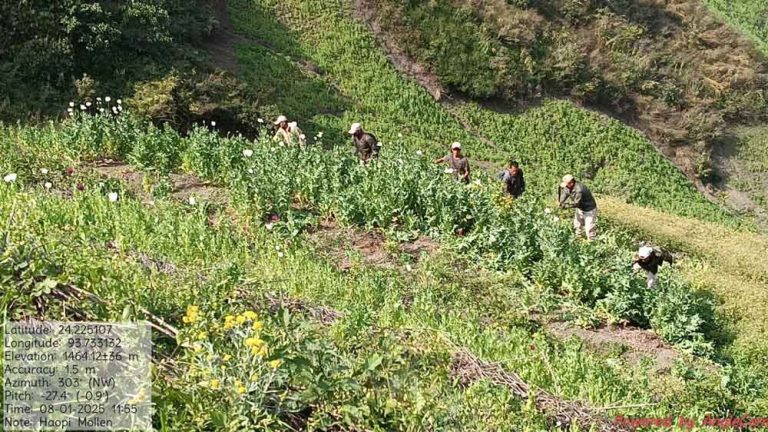 4 acres of Poppy Cultivation destroyed in Churachandpur