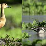 30 migratory birds species documented in Manipur