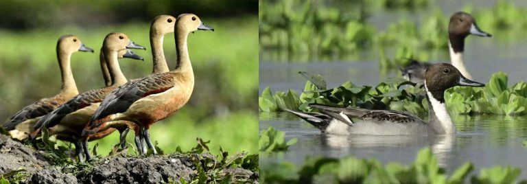 30 migratory birds species documented in Manipur