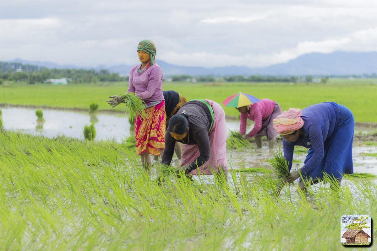 Rice cultivation in Manipur