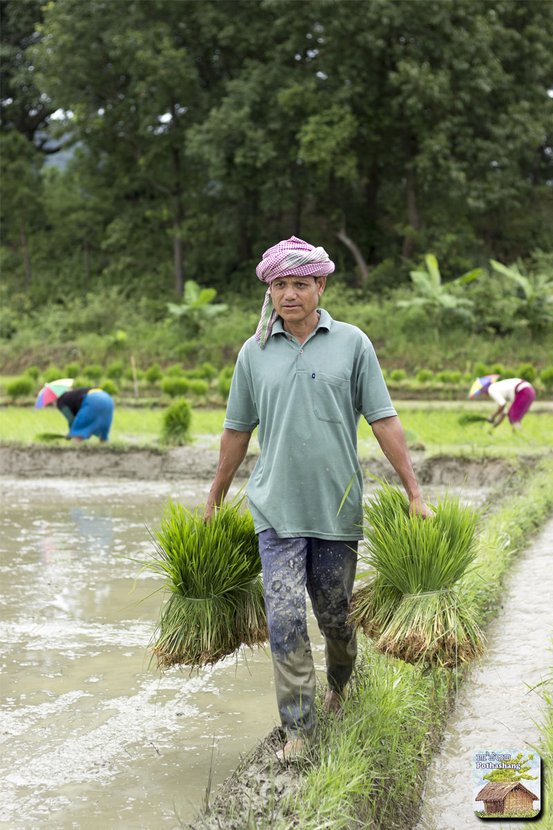 A man carrying rice seedlings for cultivation in Manipur