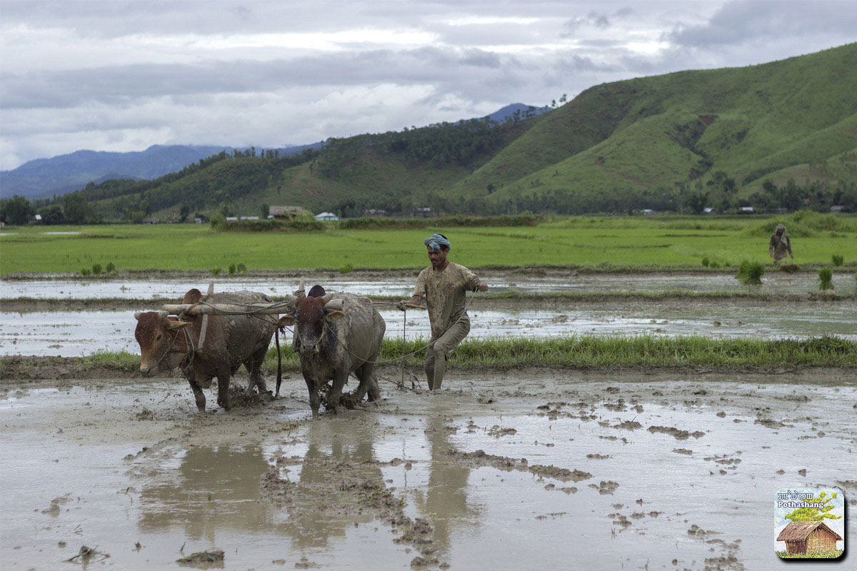 Ploughing near the base of a hill in Manipur
