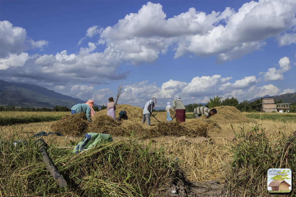 Harvest season in Manipur